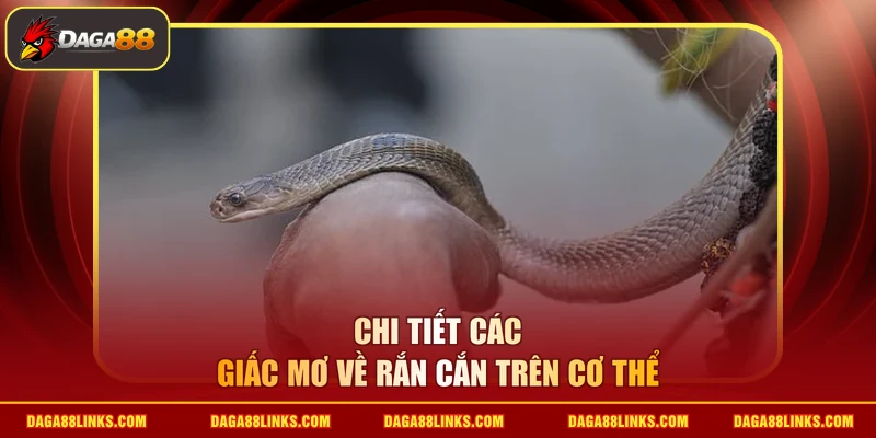 Chi tiết các giấc mơ về rắn cắn trên cơ thể 