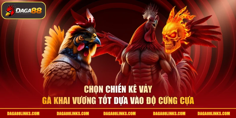 Chọn chiến kê vảy gà khai vương tốt dựa vào độ cứng cựa