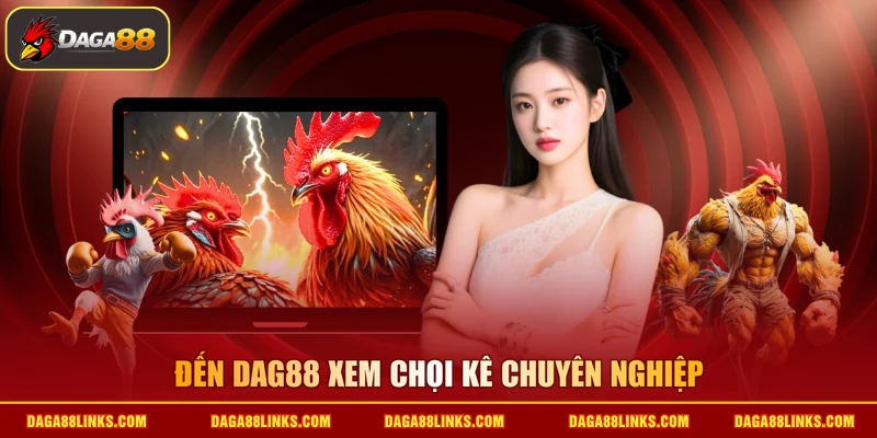 Đến DAGA88 xem chọi kê chuyên nghiệp