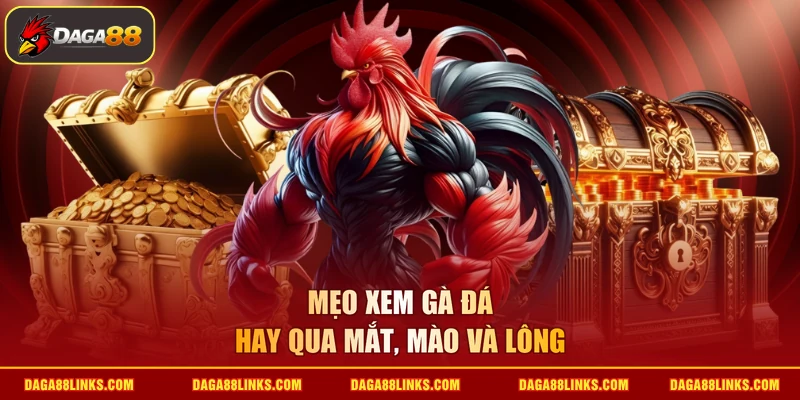 Mẹo xem gà đá hay qua mắt, mào và lông