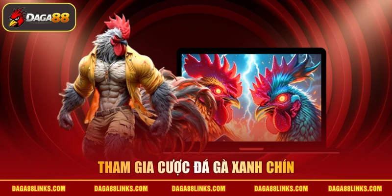 Tham gia cược đá gà xanh chín