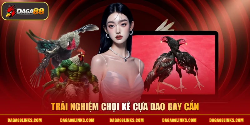 Trải nghiệm chọi kê cựa dao gay cấn