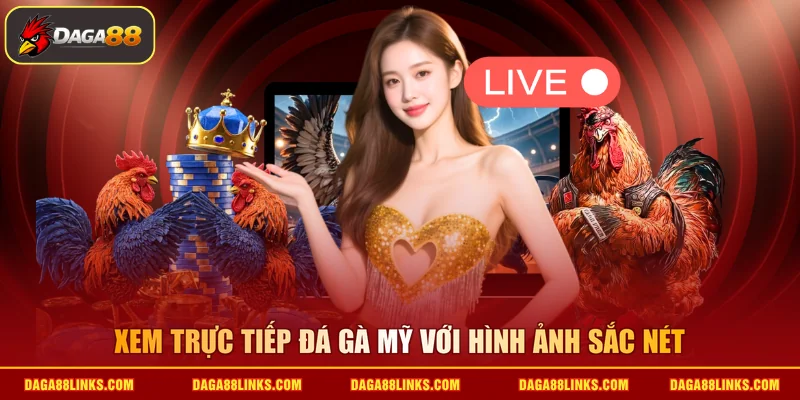 Xem trực tiếp đá gà Mỹ với hình ảnh sắc nét